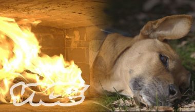How Much Does it Cost to Cremate a Dog