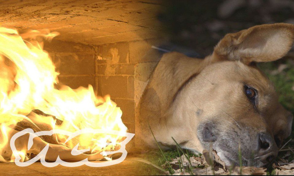 How Much Does it Cost to Cremate a Dog