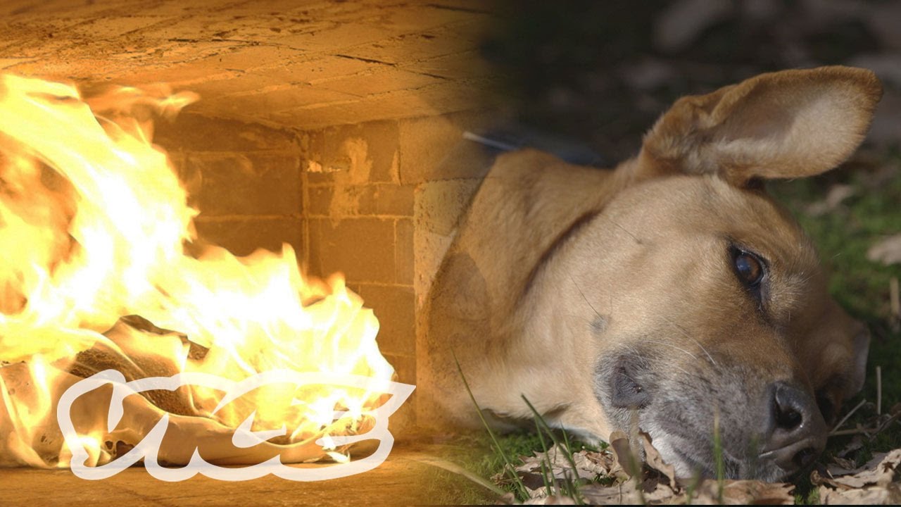 How Much Does it Cost to Cremate a Dog